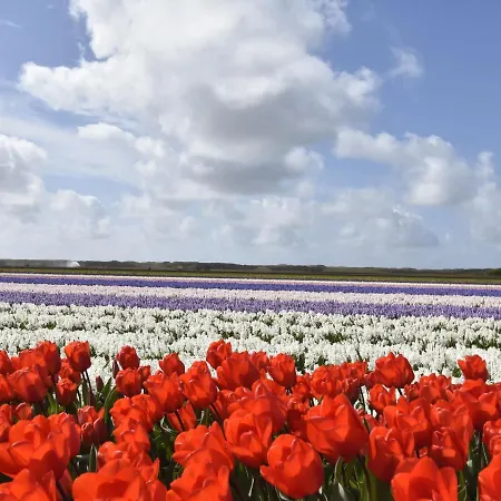 In North Holland Near * Callantsoog
