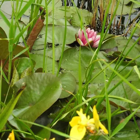 In North Holland Near